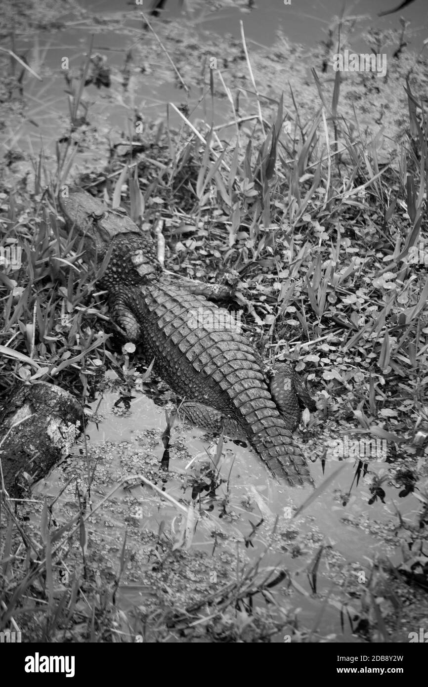 Alligator in the swamp in black and white Stock Photo