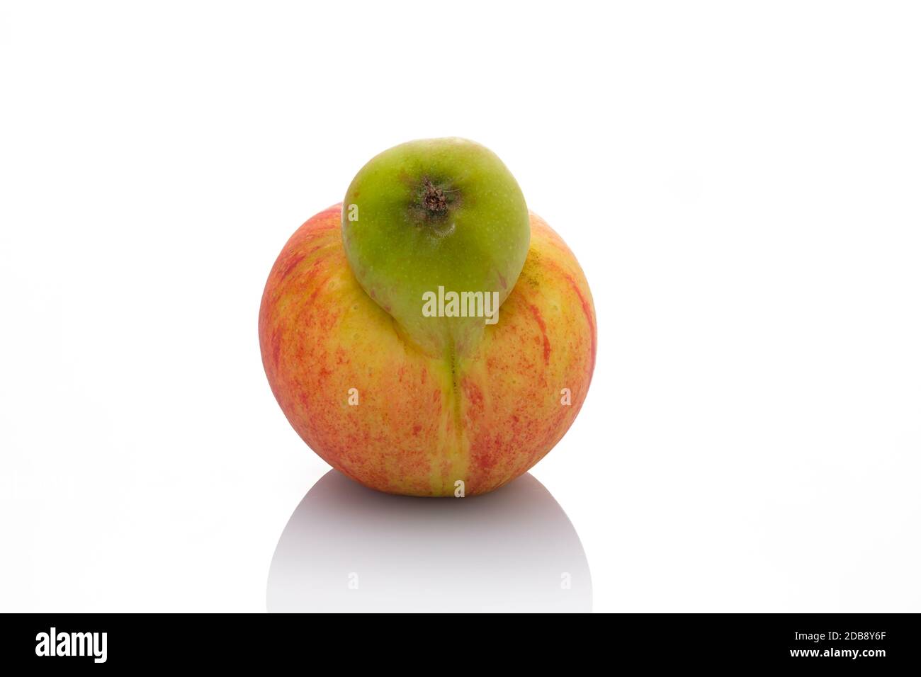 Two apples in one fruit macro close-up Stock Photo