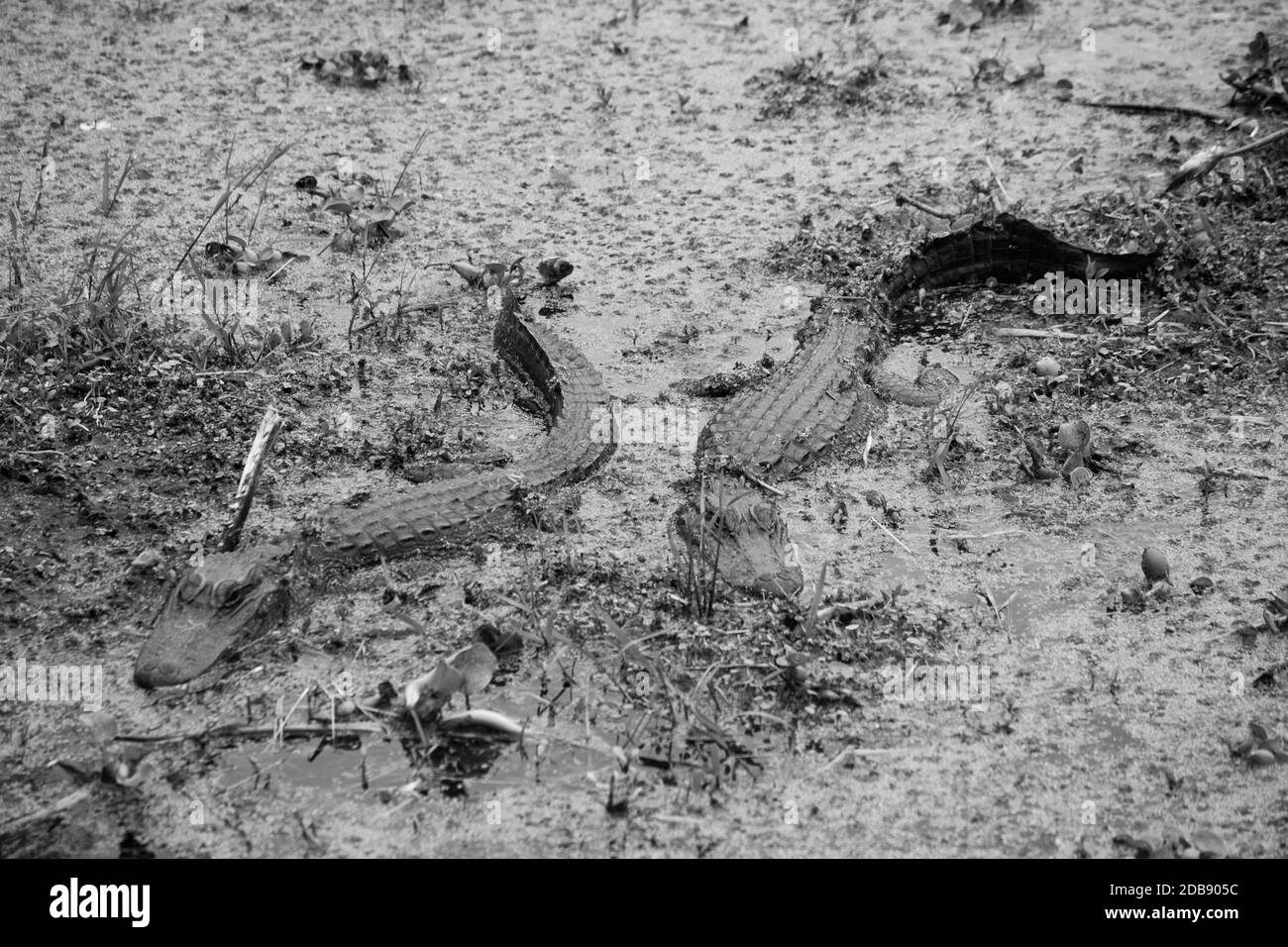 Alligator in the swamp in black and white Stock Photo