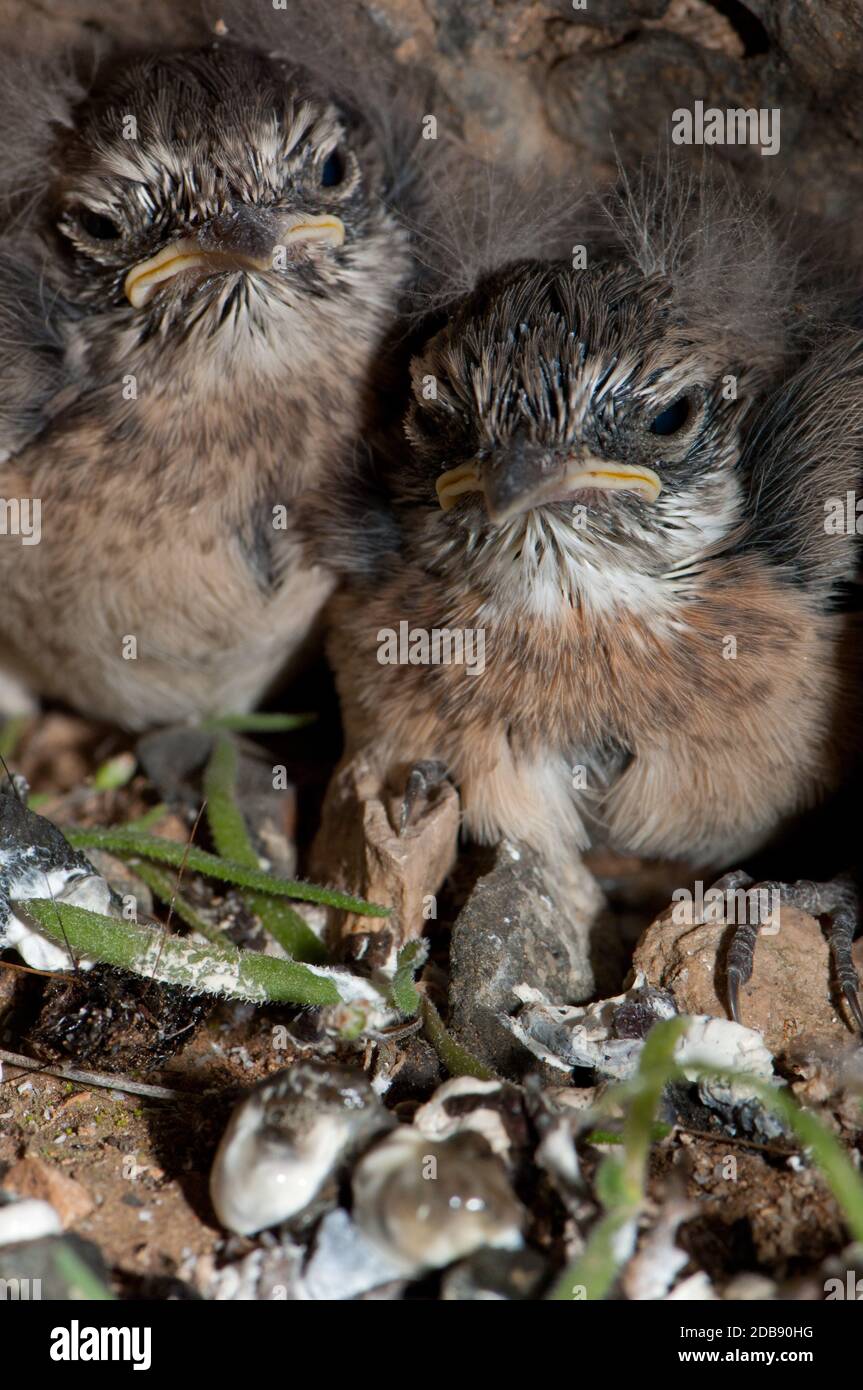 Chiks of Canary Islands stonechat Saxicola dacotiae. Esquinzo ravine. La Oliva. Fuerteventura. Canary Islands. Spain. Stock Photo