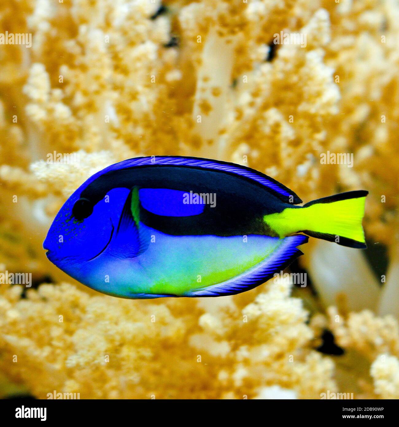 Blue regal tang fish in tropical aquarium Stock Photo Alamy