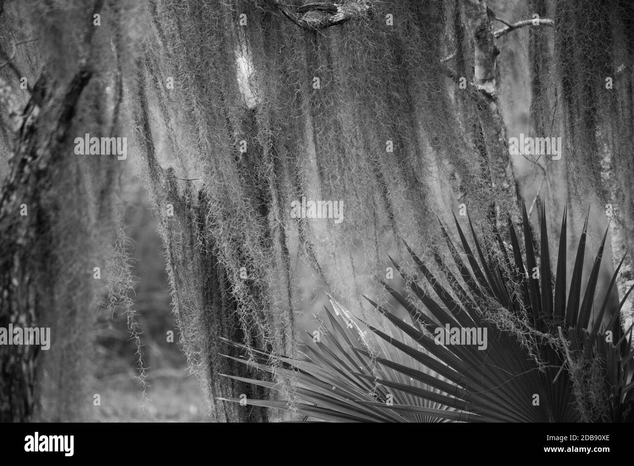 Spanish Moss and Palmetto Stock Photo Alamy
