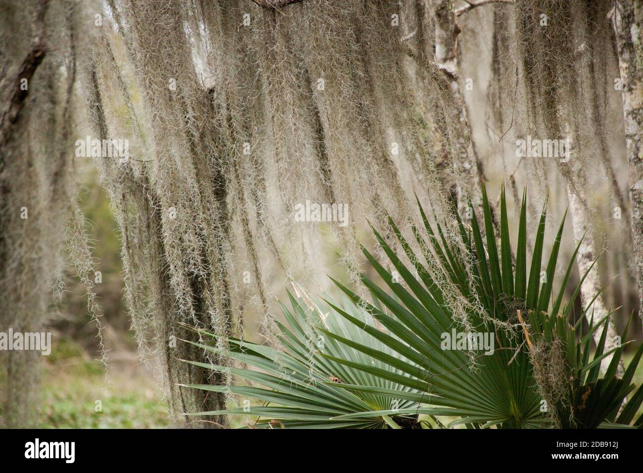 Saw Palmetto and Spanish Moss Stock Photo Alamy