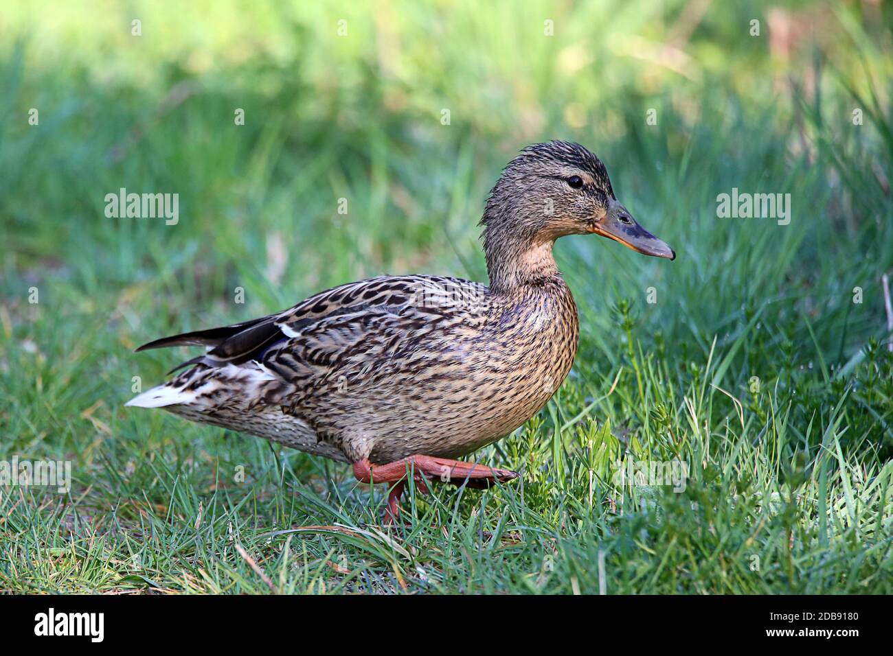 Female stick duck Anas platyrhynchos in the Wagbach valley Stock Photo