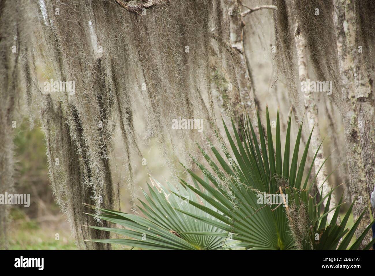 Saw Palmetto and Spanish Moss Stock Photo Alamy