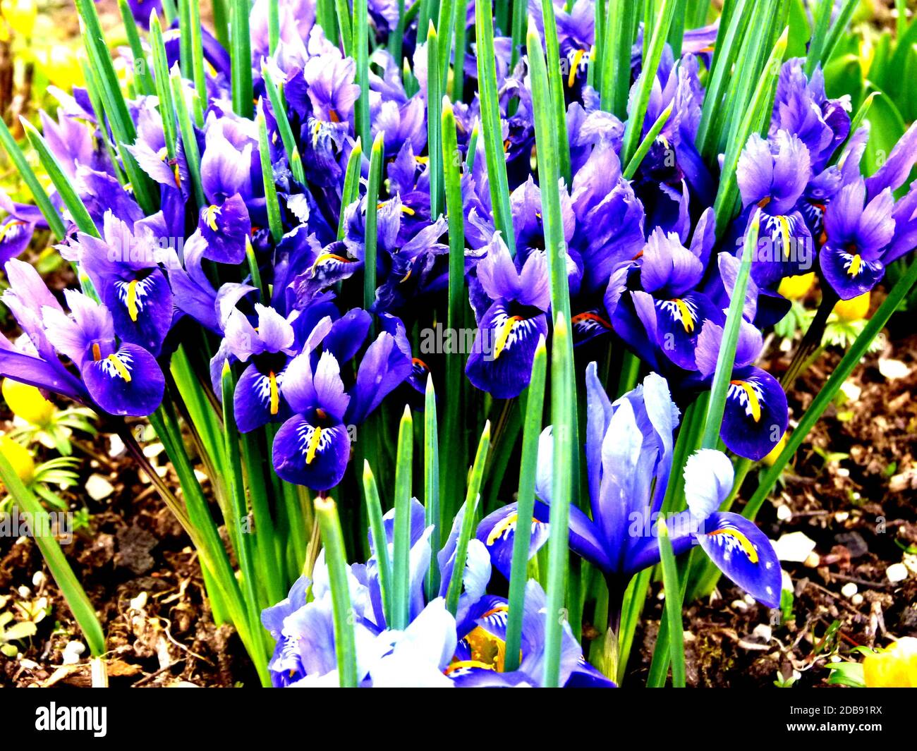 Sword lilies hires stock photography and images Alamy