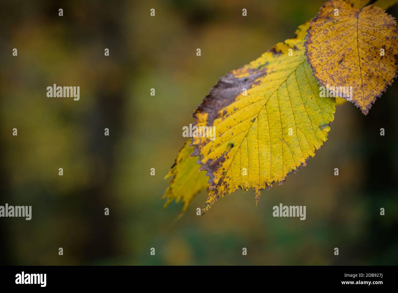 Yellow autumn hazel tree corylus hi-res stock photography and images ...