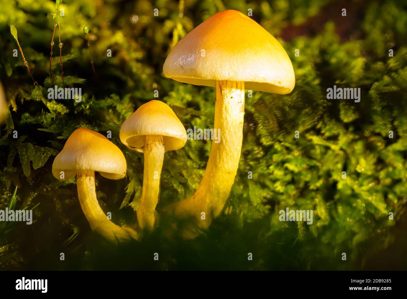 Drei Pilze auf Moos Nahaufnahme Stock Photo