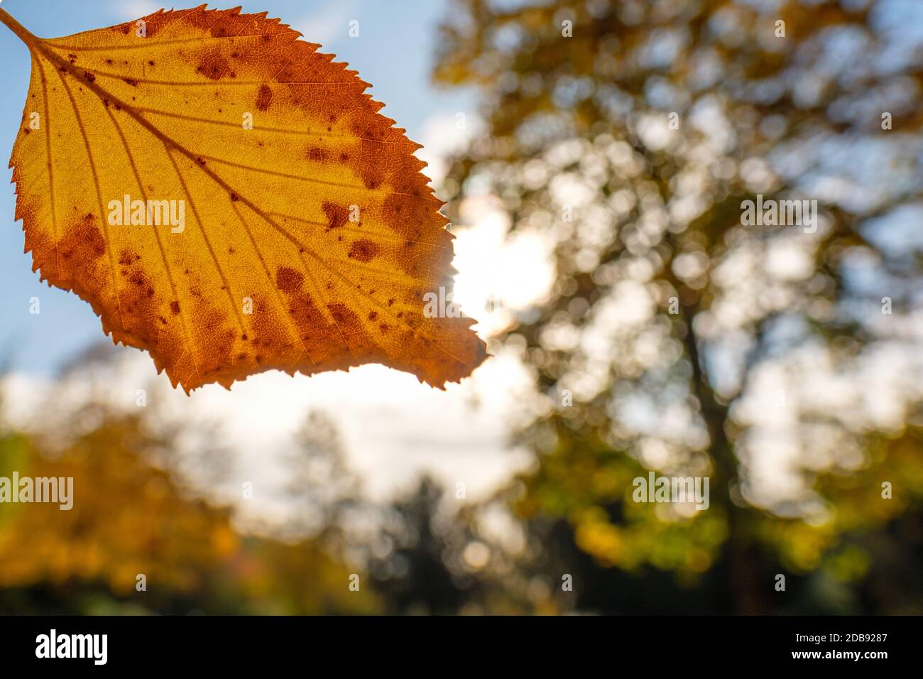 Blatt Herbst Herbstfärbung Bokeh o, Gegemöocjt Stock Photo