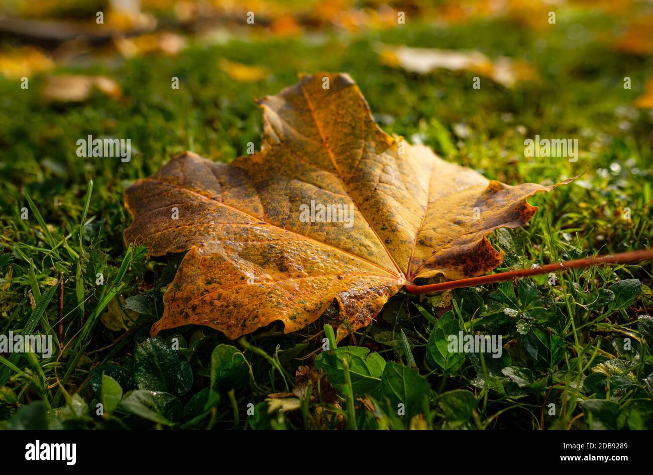 Green dew maple meadow hi-res stock photography and images - Alamy