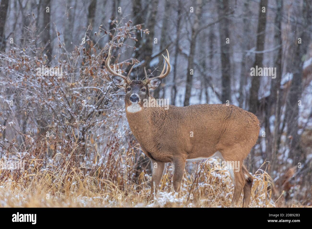 Wi Whitetail Rut Mature white-tailed buck during the rut in northern Wisconsin Stock ...