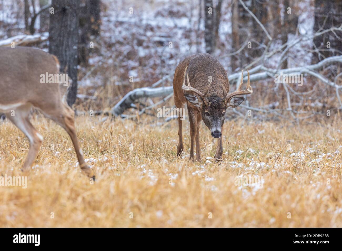 Whitetailed buck during the rut in northern Wisconsin Stock Photo Alamy