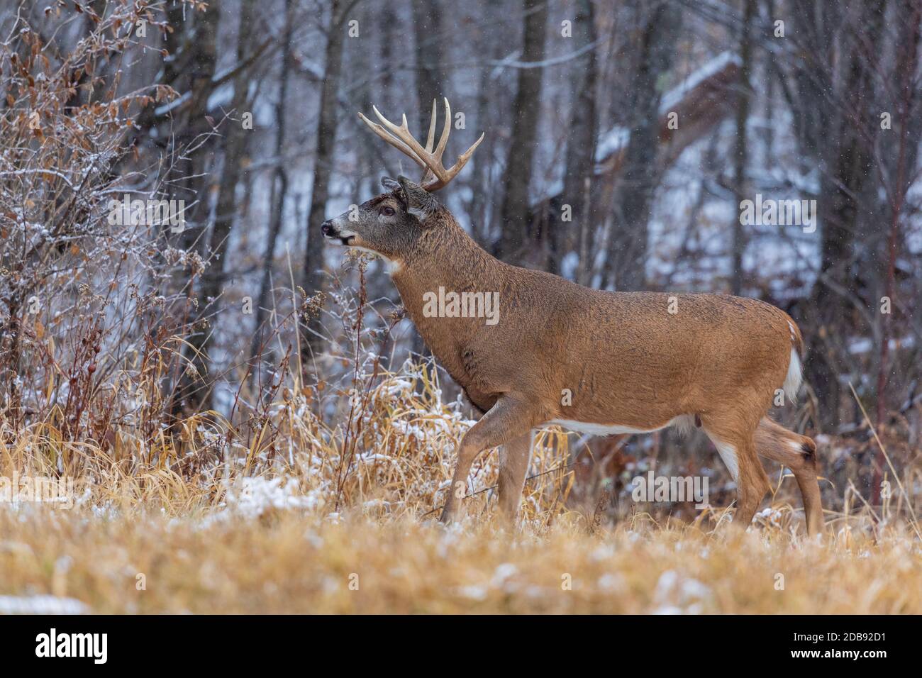 Whitetailed buck during the rut in northern Wisconsin Stock Photo Alamy