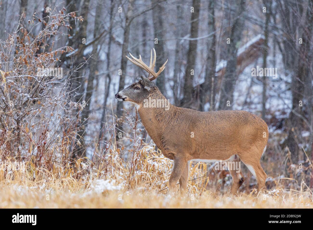Wi Whitetail Rut White-tailed buck during the rut in northern Wisconsin Stock Photo - Alamy