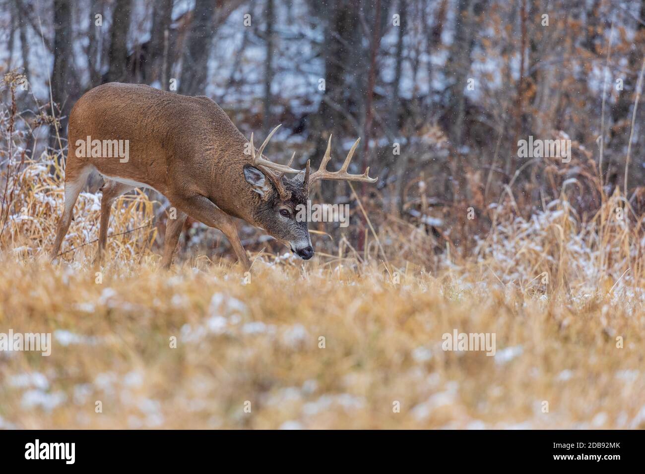 White-tailed buck during the rut in northern Wisconsin Stock Photo - Alamy