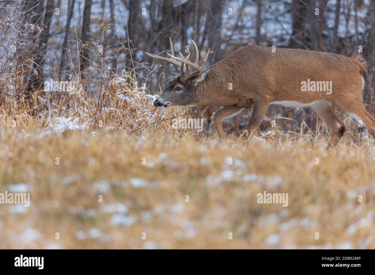 Whitetailed buck during the rut in northern Wisconsin Stock Photo Alamy