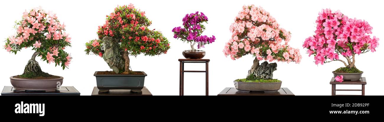 Bonsai trees with flowers white isolated panorama Stock Photo