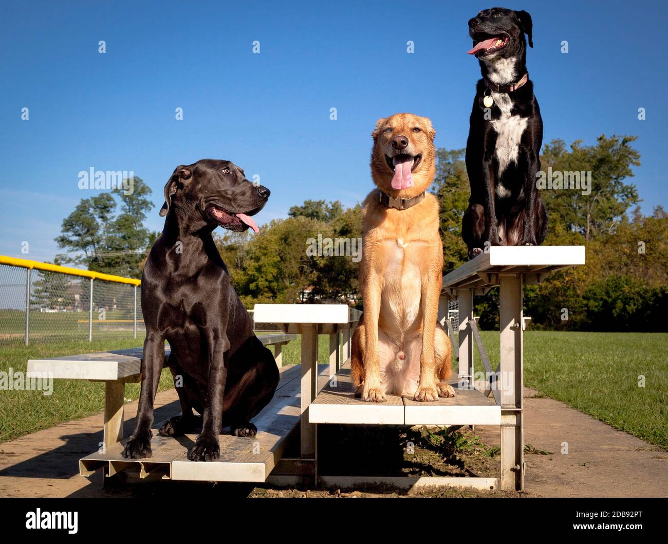 Three cute dogs sitting on a baseball bleacher Stock Photo