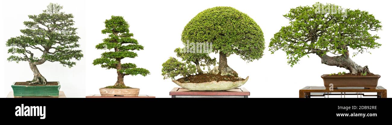 Elm bonsai tree from China (Ulmus parvifolia) iin panorama white isolated Stock Photo