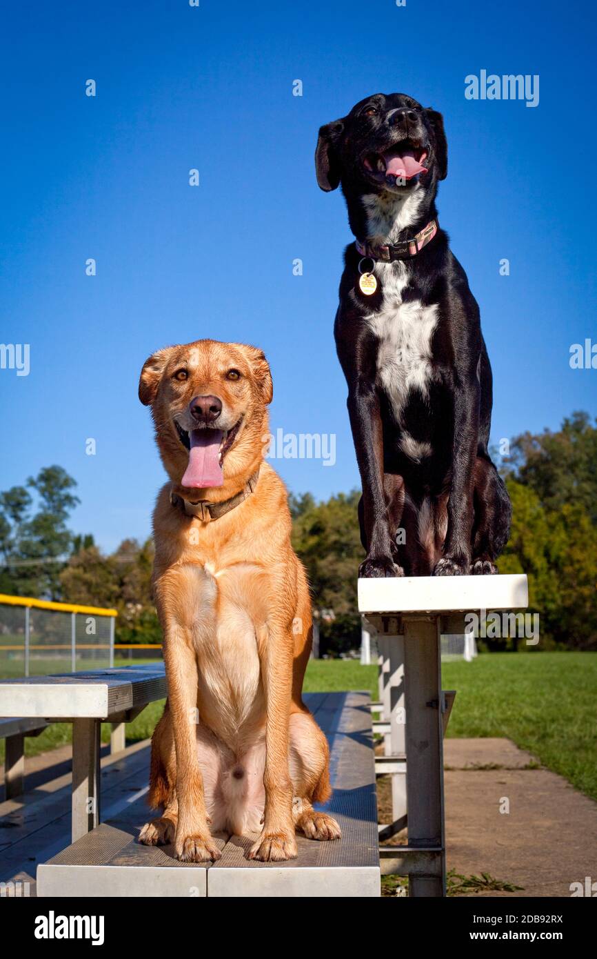 Two cute dogs sit side by side on a baseball bleacher Stock Photo