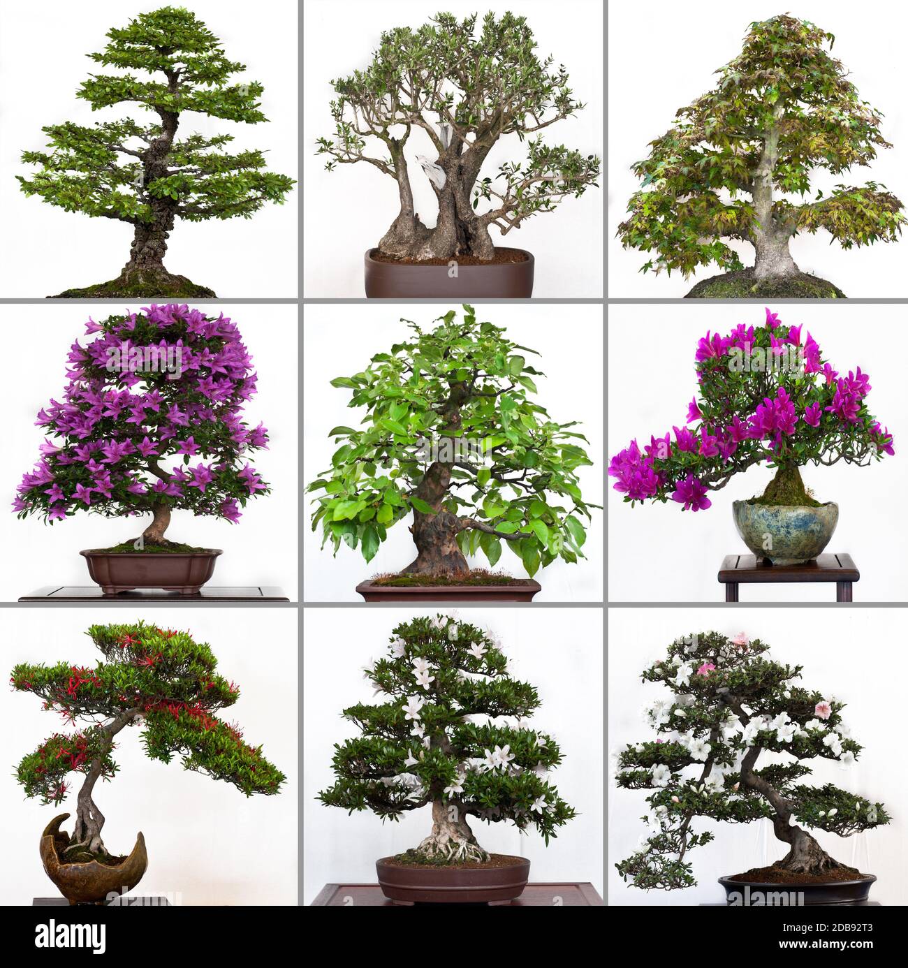 Collection bonsai trees white isolated Stock Photo Alamy