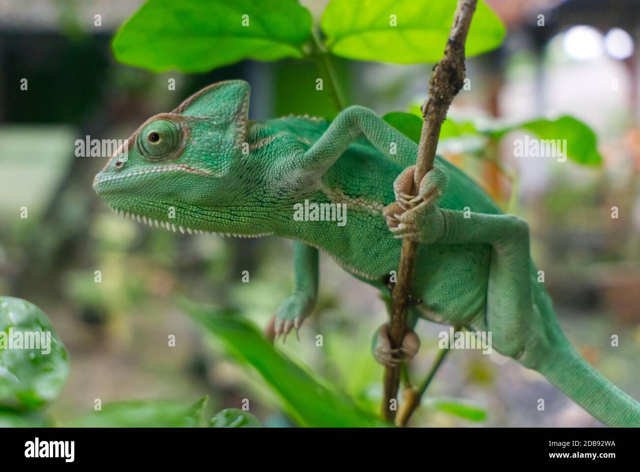veiled chameleon hang on tree stem Stock Photo