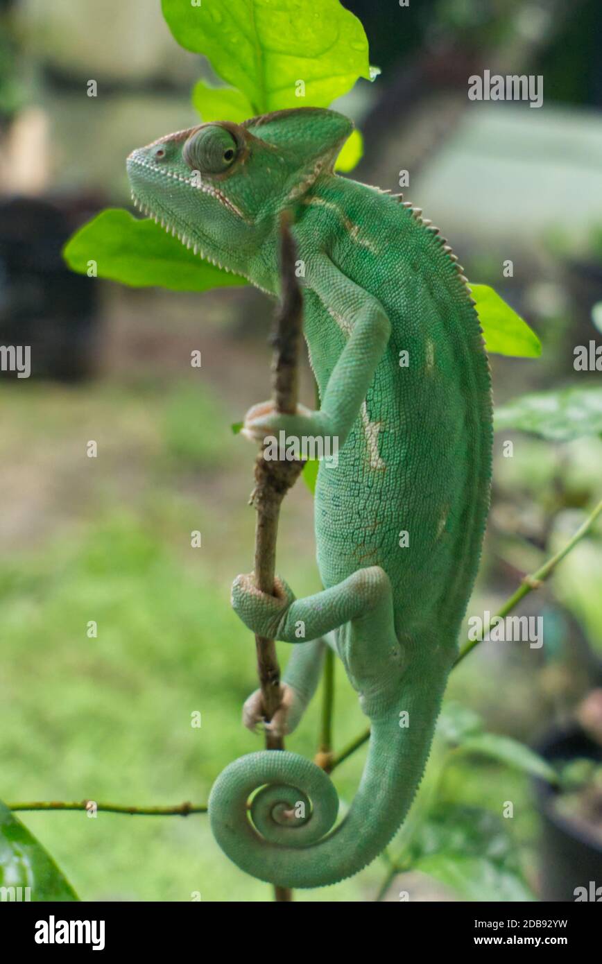 veiled chameleon hang on tree stem Stock Photo