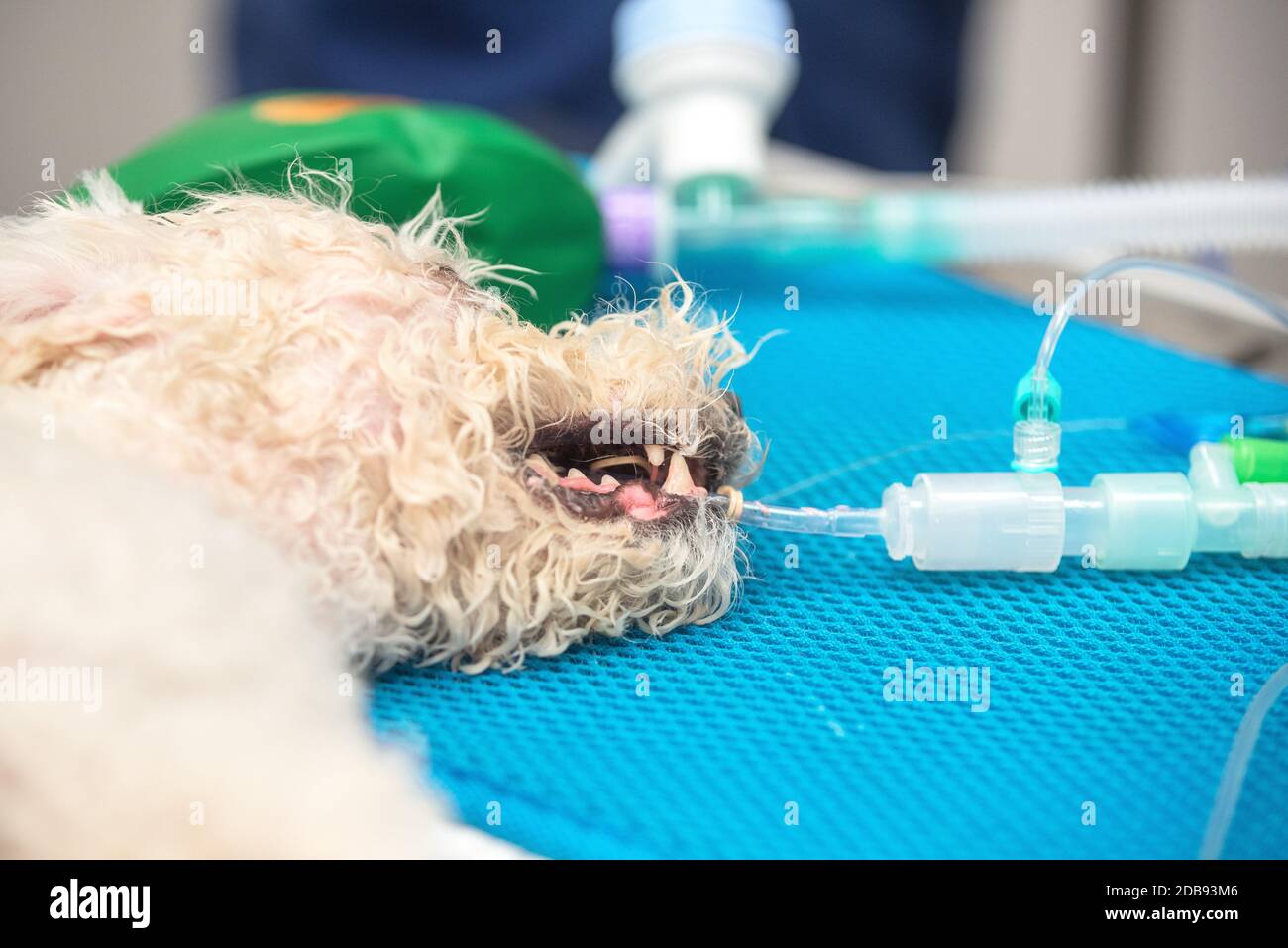 Dog intubated in surgery room of veterinary clinic . Stock Photo