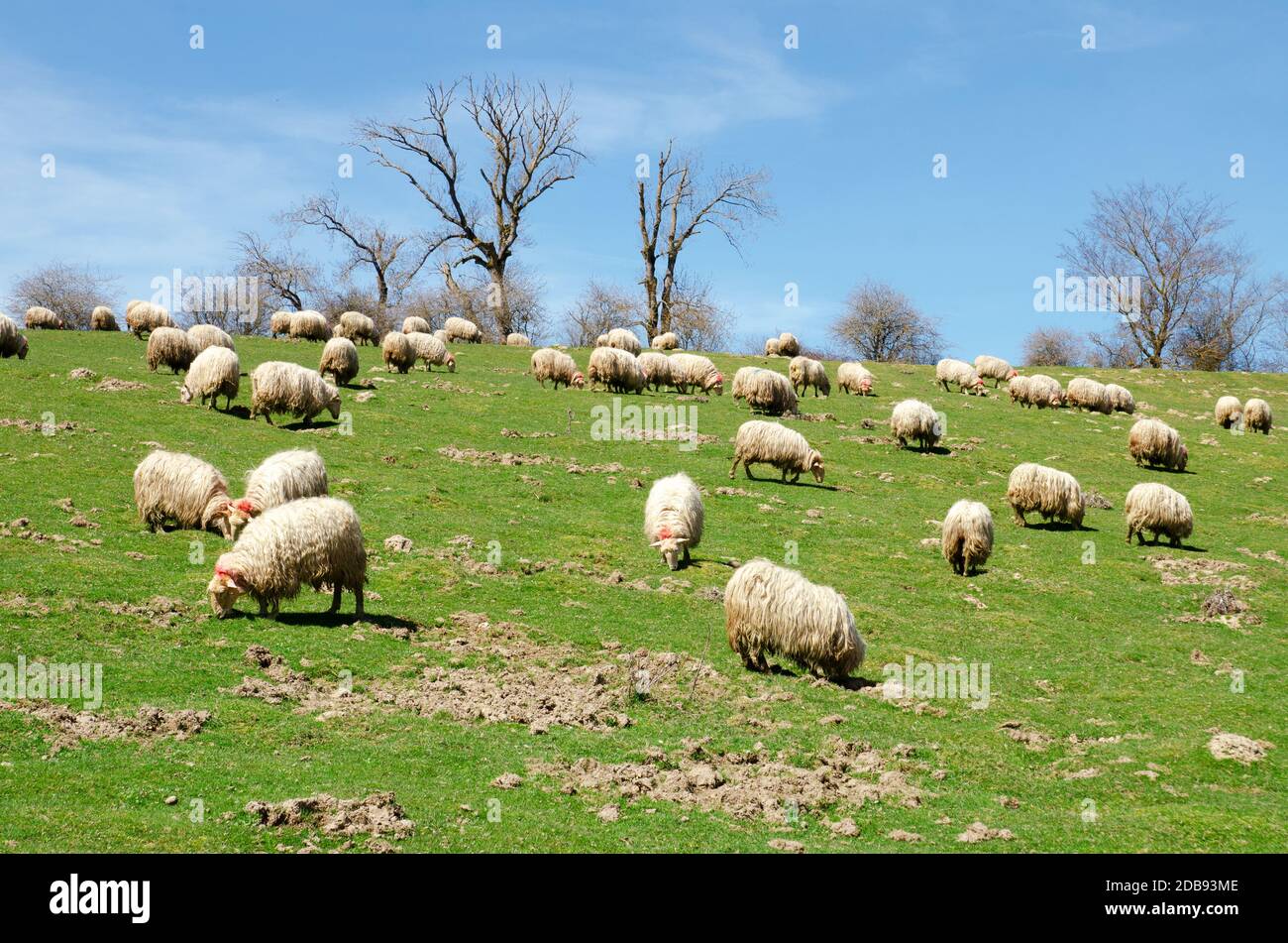 A Flock Of Sheep Grazes On A Green Field Stock Photo - Alamy