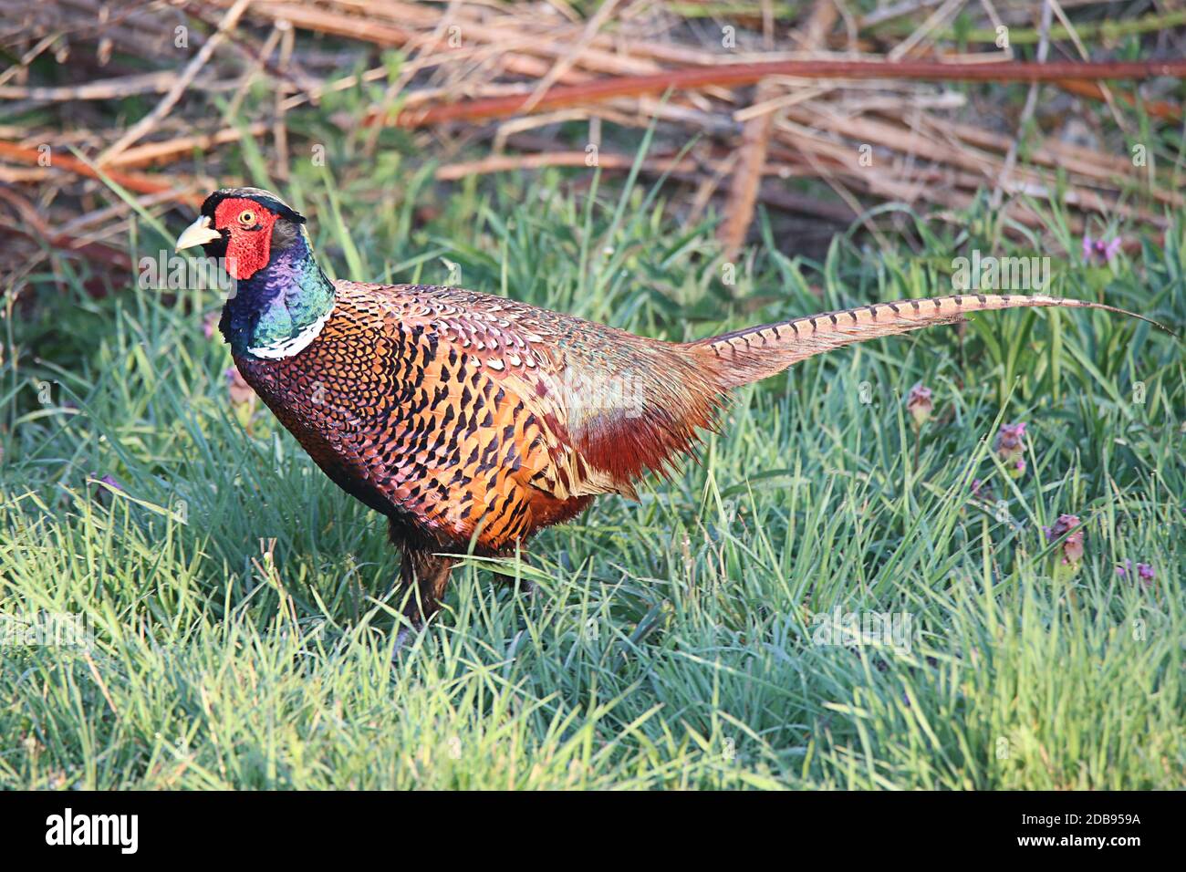 Male pheasant Phasianus colchicus wildlife Stock Photo