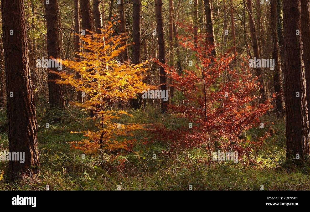Twin beech hi-res stock photography and images - Alamy
