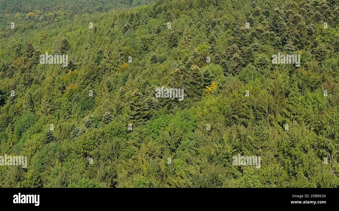 Mixed forest on mountainside hi-res stock photography and images - Alamy
