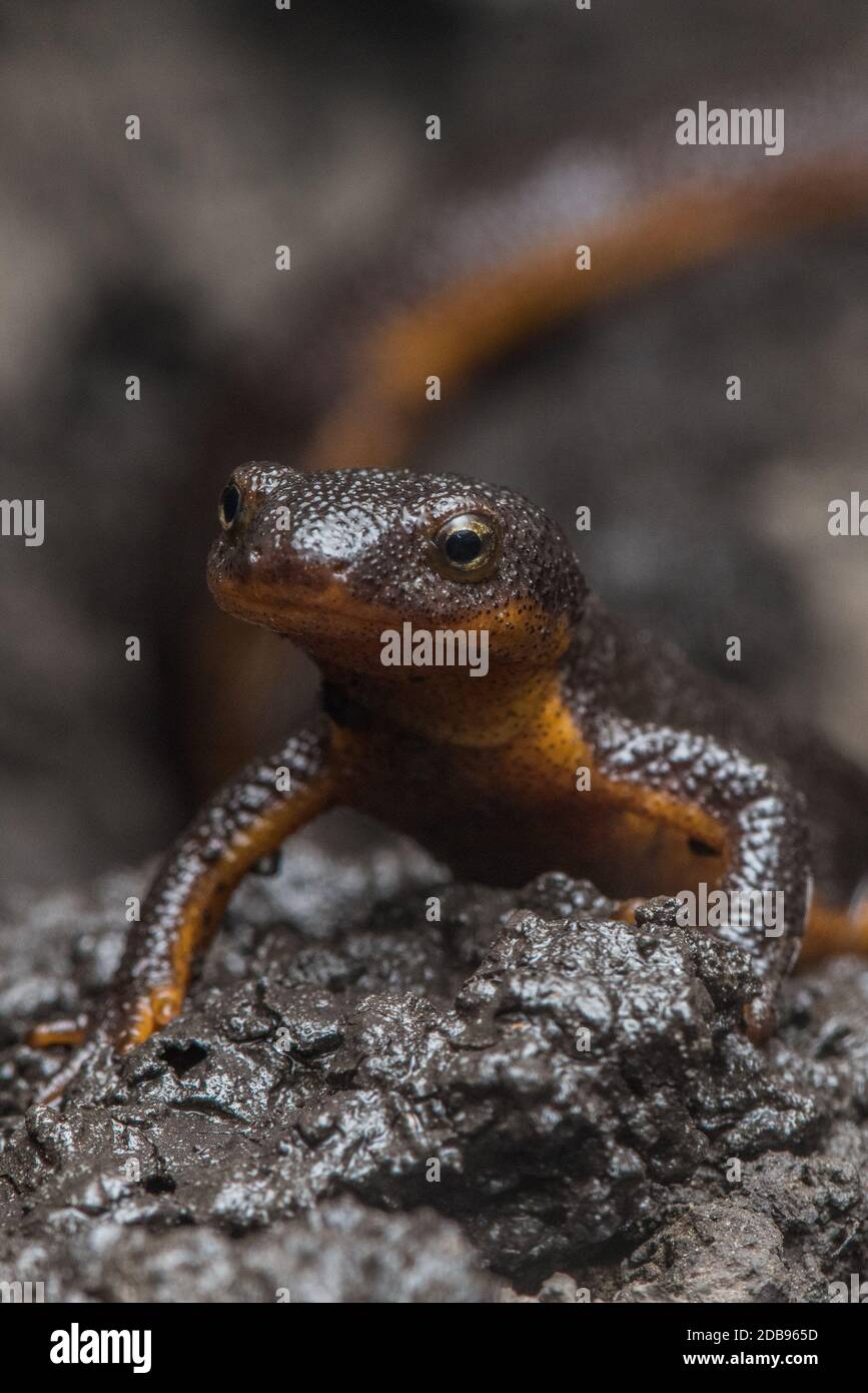 The first rains after the dry season bring California rough skinned newts (Taricha granulosa) out in droves to soak up the moisture. Stock Photo