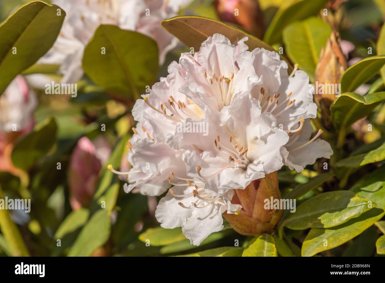 Rhododendron flower Stock Photo