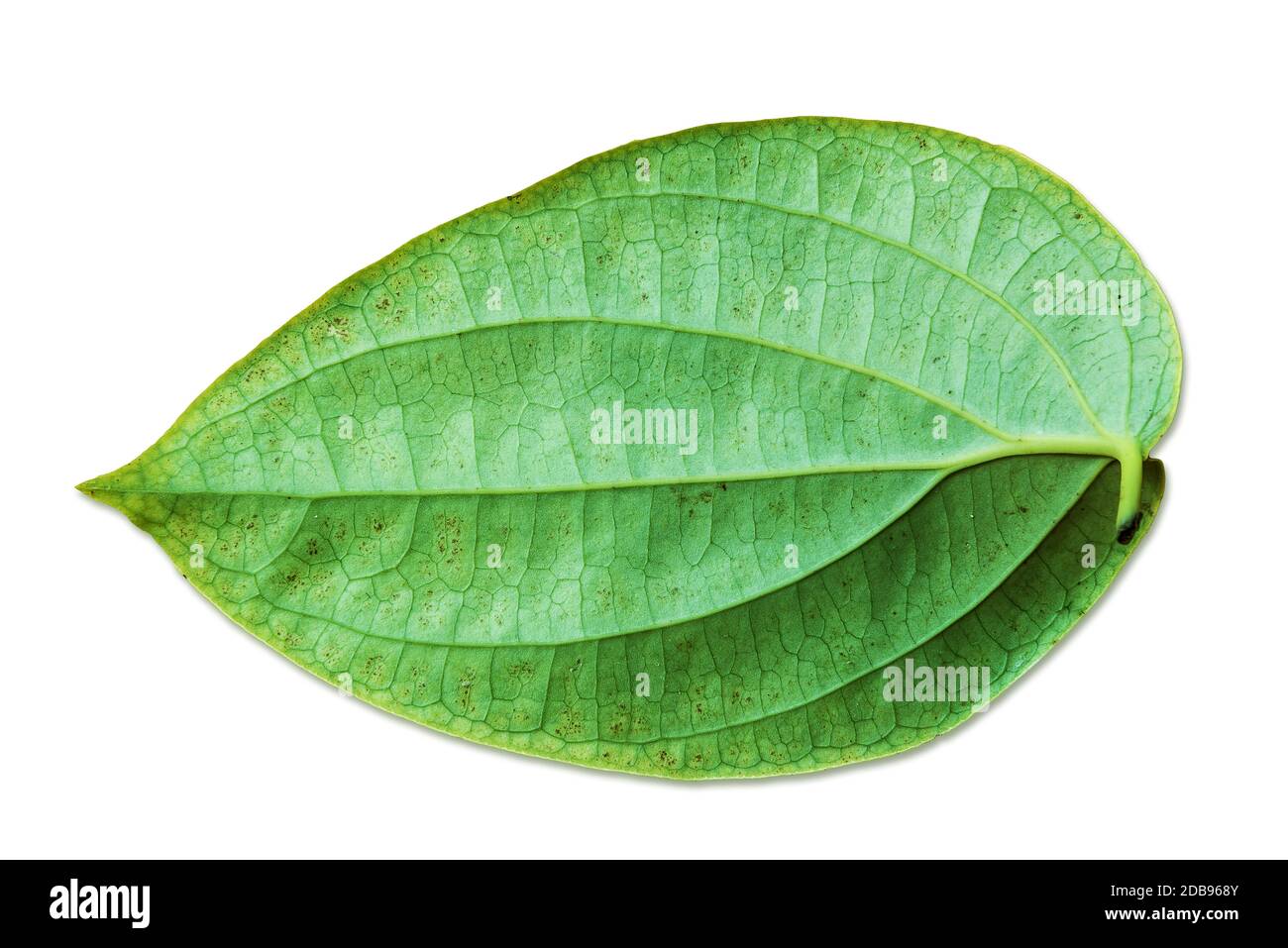 Fresh peppercorn leaf with stem on white background. clipping path