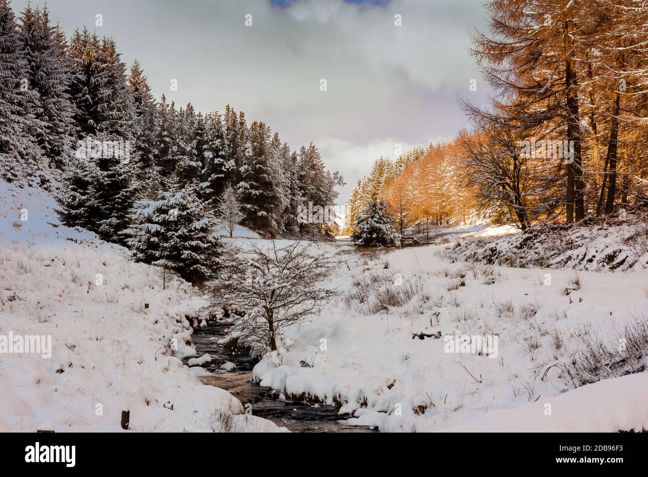 Beautiful snow covered forest landscape in South Wales, UK Stock Photo ...