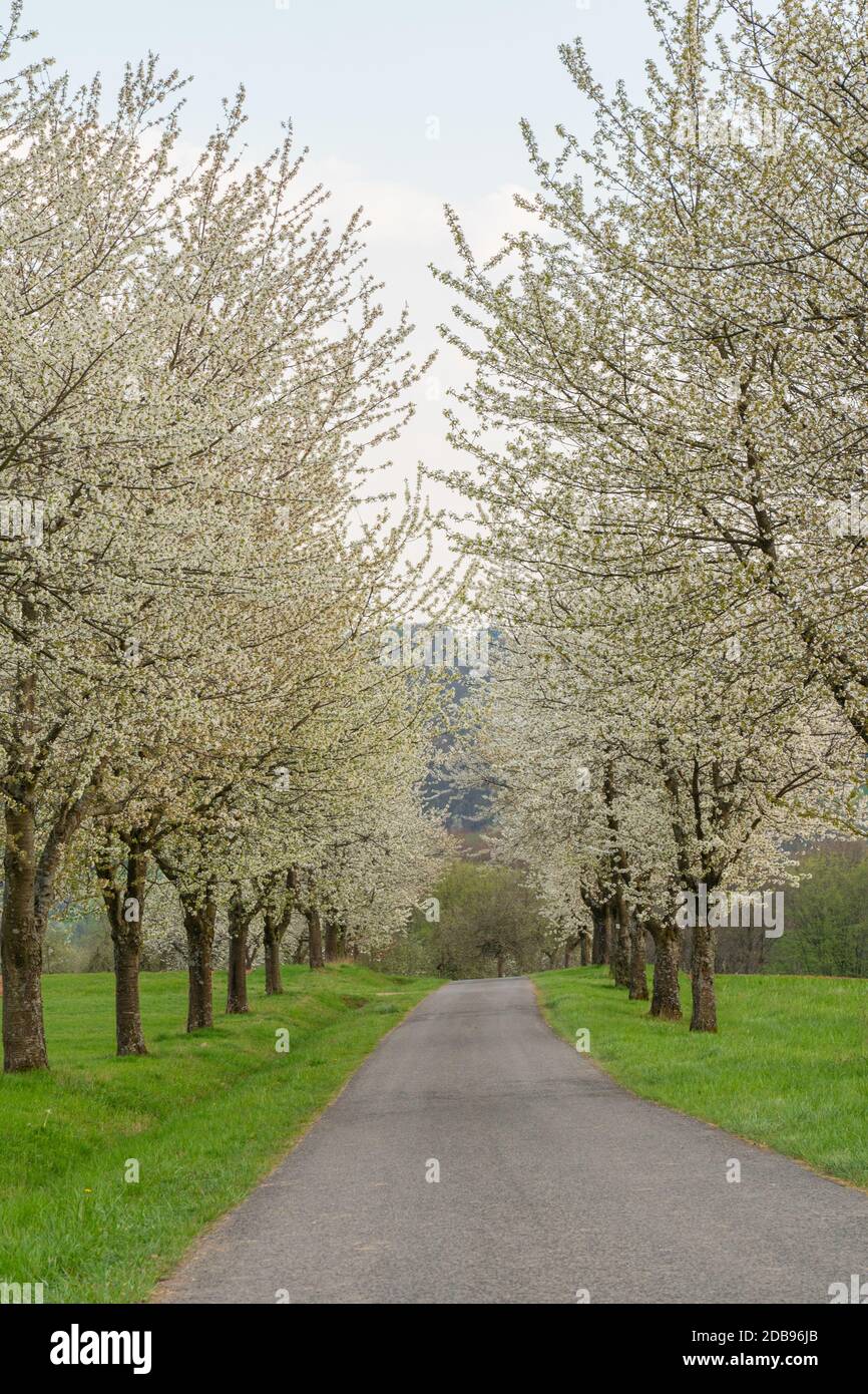 cherry tree avenue Stock Photo Alamy