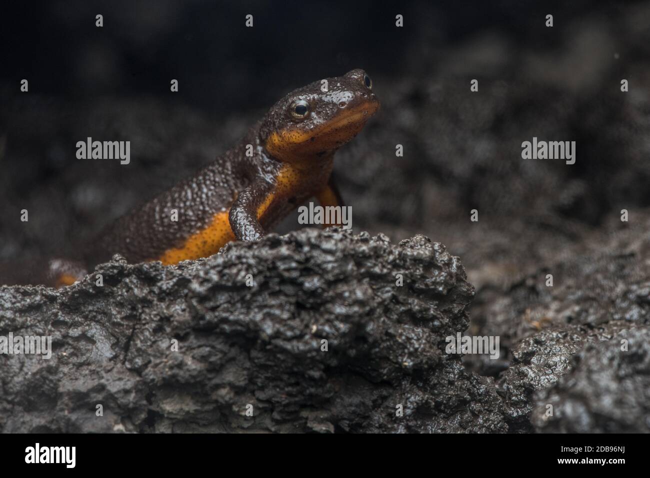The first rains after the dry season bring California rough skinned newts (Taricha granulosa) out in droves to soak up the moisture. Stock Photo