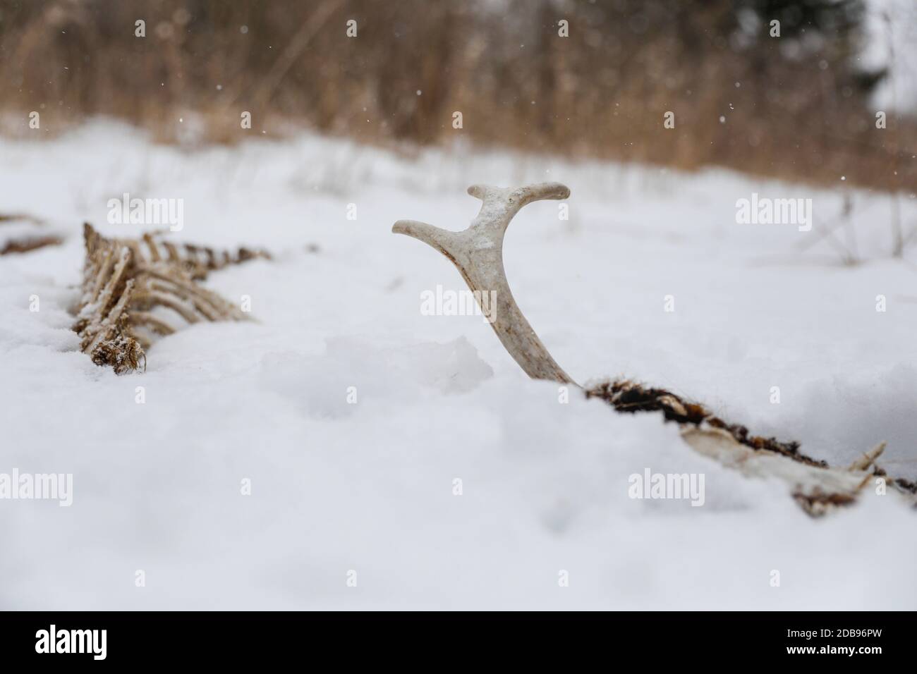 White-tailed deerÃ‚Â (Odocoileus virginianus)Ã‚Â buck skeleton under snow Stock Photo