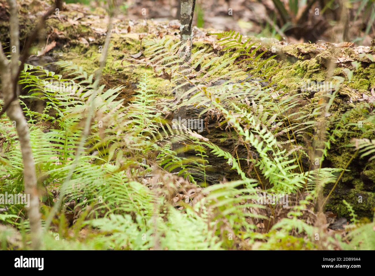 Fern growing outdoors Stock Photo