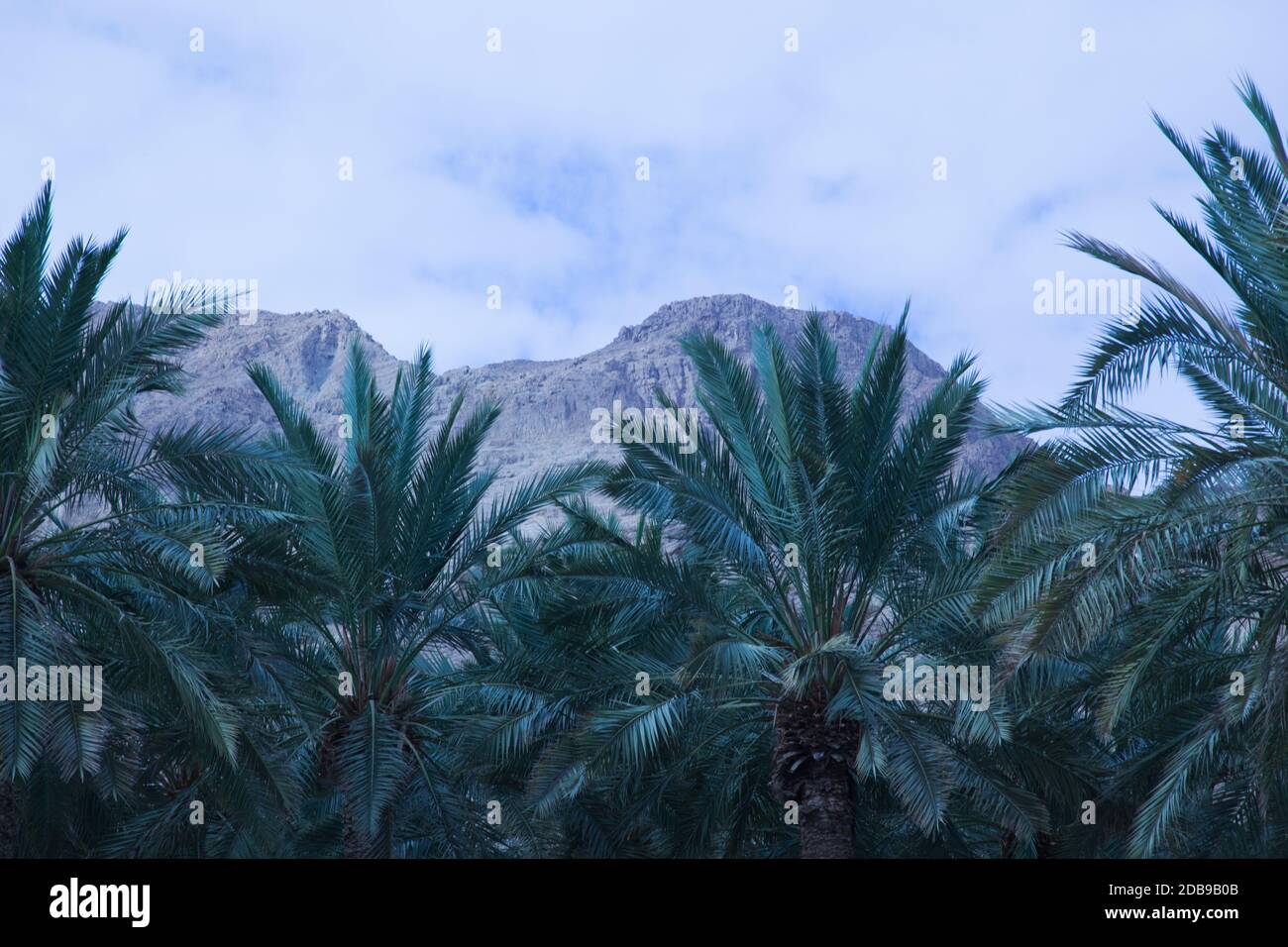 Palm trees against a mountain of stone Stock Photo
