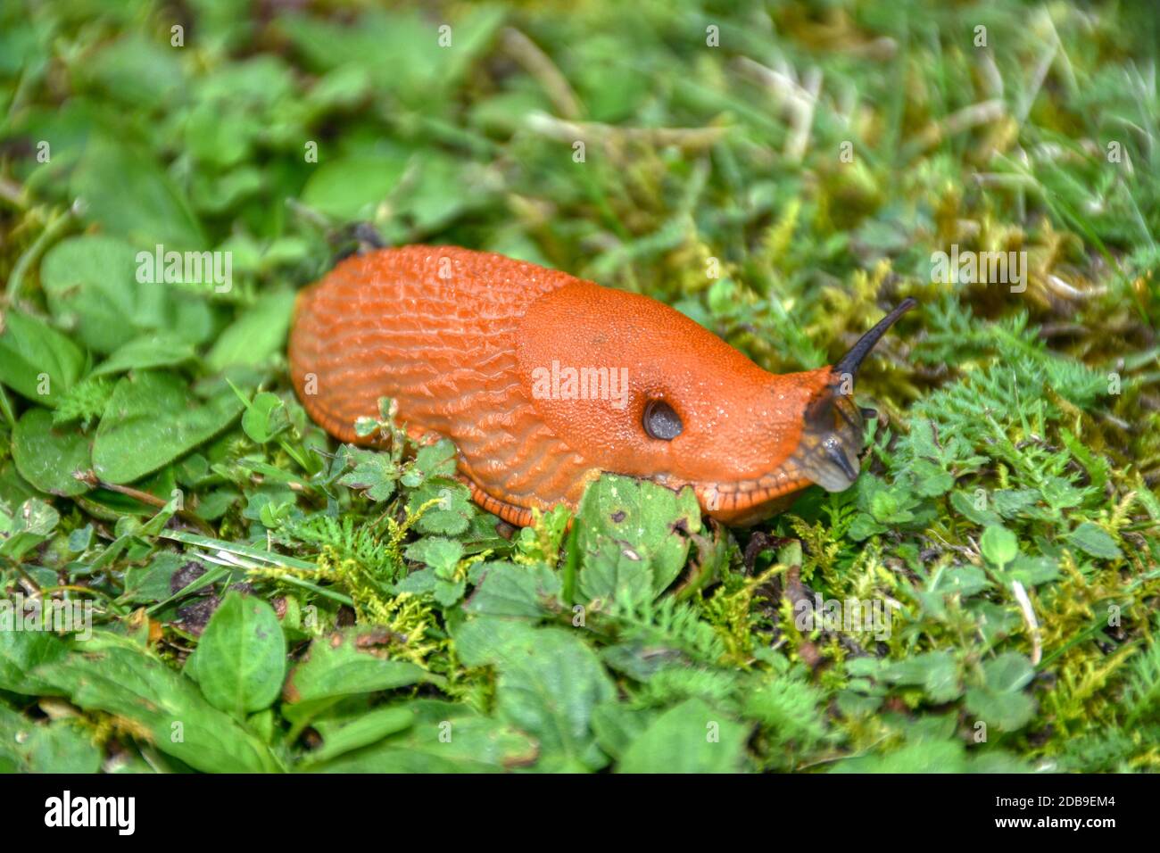 Page 2 - Schleim High Resolution Stock Photography and Images - Alamy