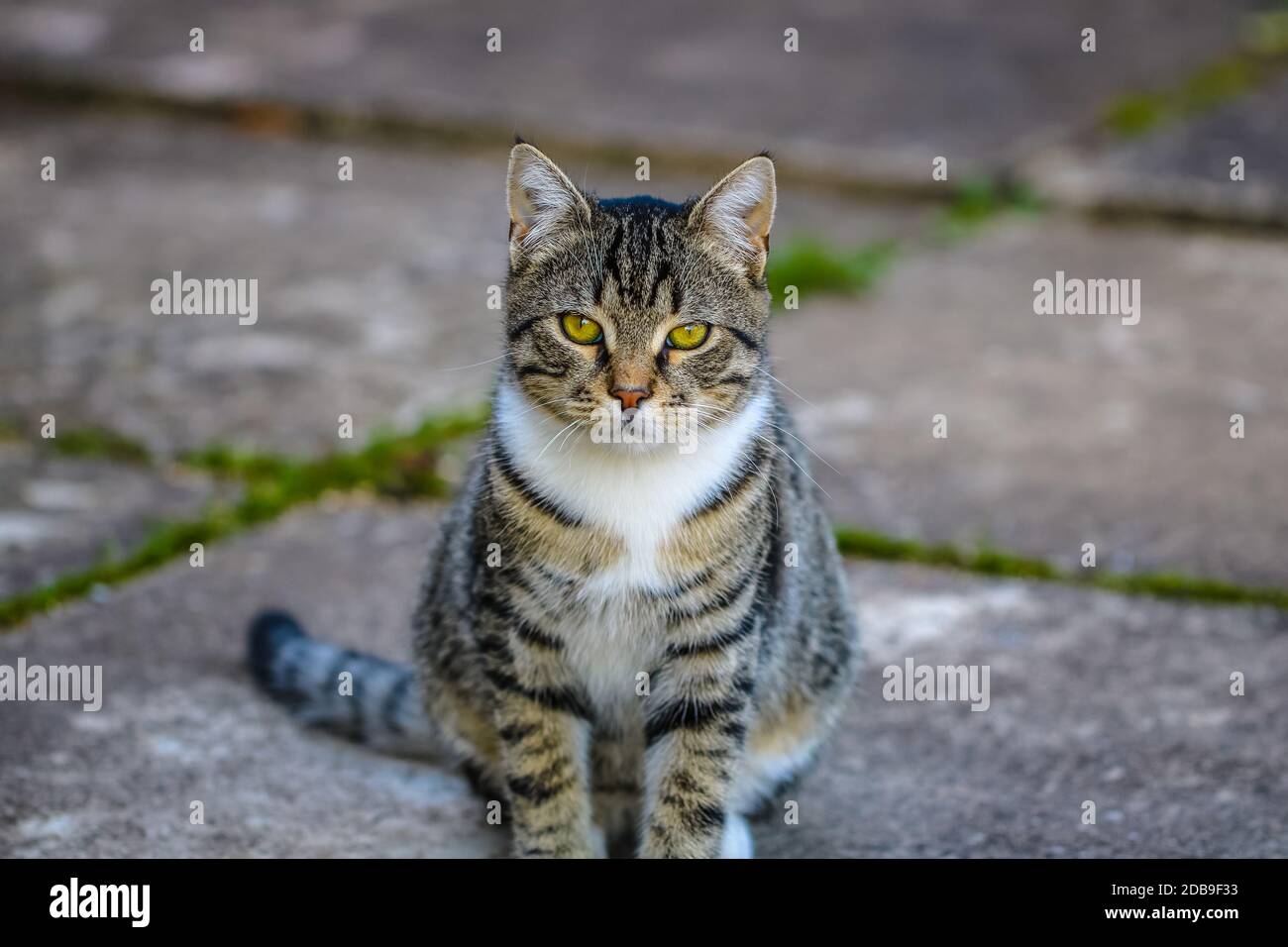 A colorful cat looking at the camera Stock Photo