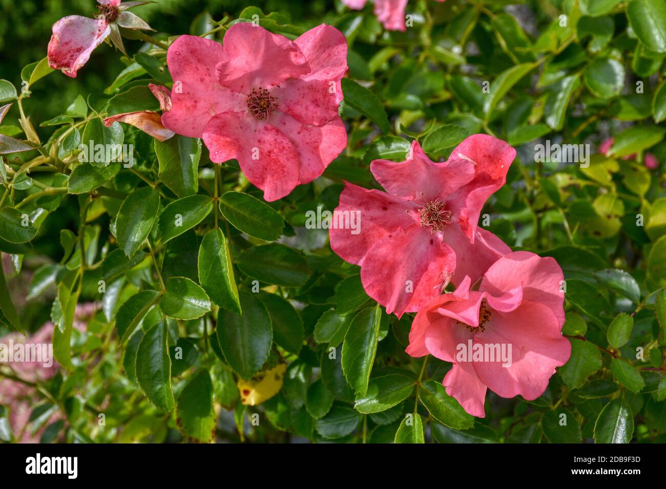 Blume, Rose, Lienzer Rose, Osttirol, Lienz, Tirol, Blüte, blühen, Blütenkelch, Blütenblatt, Blatt, Rosaceae, rot, Licht, Schatten, Blütezeit, Sommer, Stock Photo