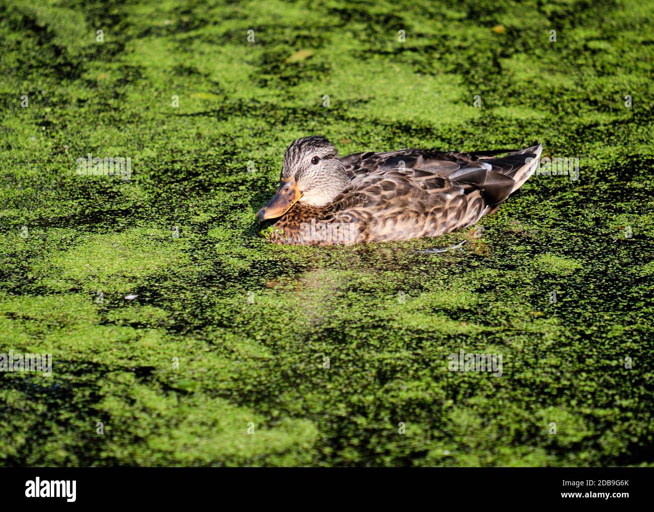 Female Mallard duck, Anas platyrhynchos, swimming on top of pond water covered in green algae Stock Photo