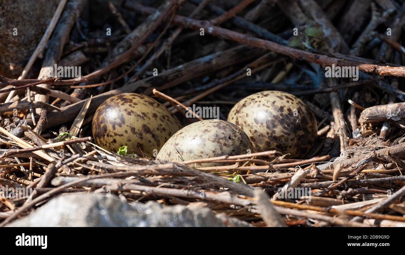 Three spotted eggs of black-headed gull, chroicocephalus ridibundus, lying in nest in colony. Concept of bird reproduction in breeding season. Close-u Stock Photo