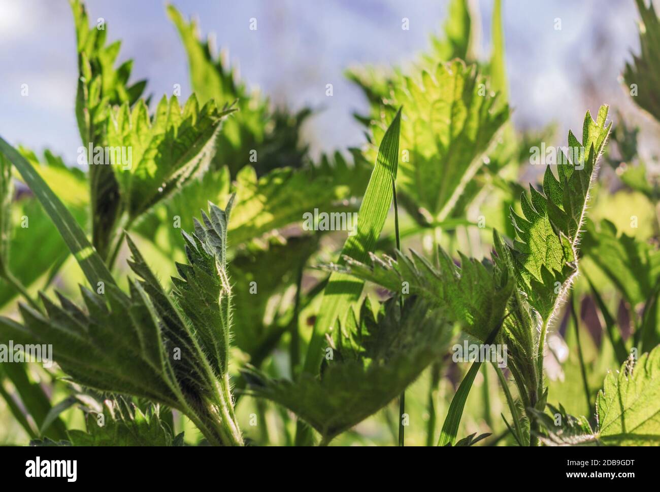 Spring real young nettle leaves at sunny day Stock Photo