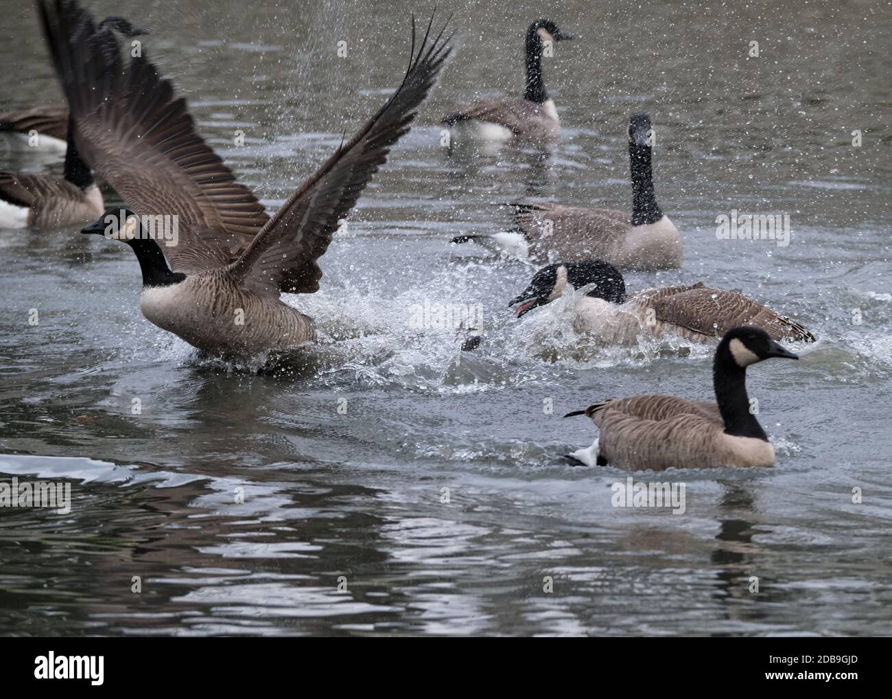 a Canada Goose (Branta canadensis) part of a flock chasing another on lake water, creating large splash of water Stock Photo