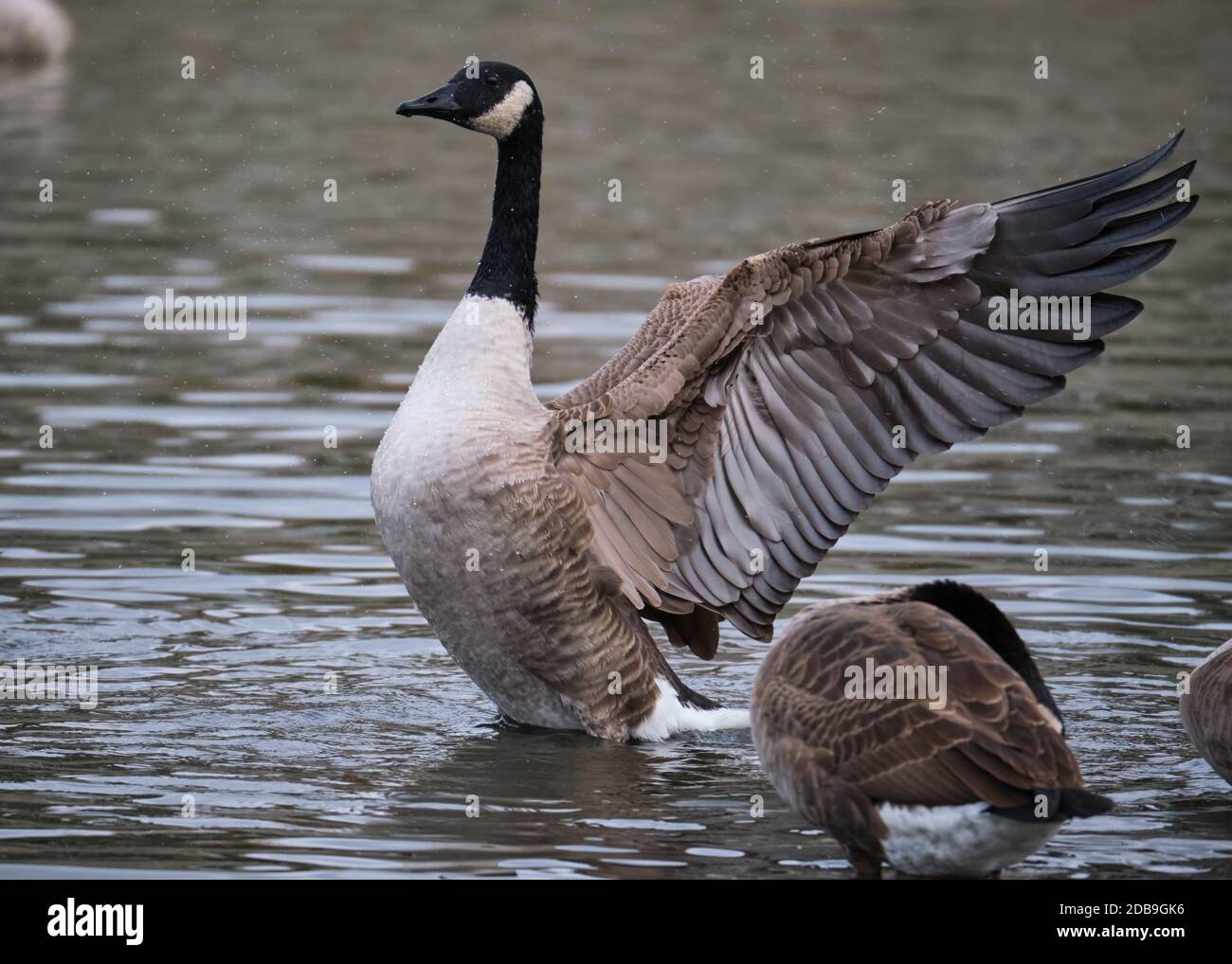 a Canada Geese (Branta canadensis) part of a flock opening wings in display to others calling Stock Photo