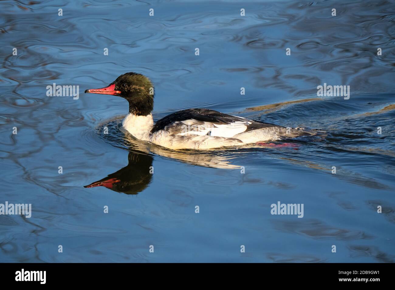 male-goosander-aka-common-merganser-mergus-merganser-swimming-on-a